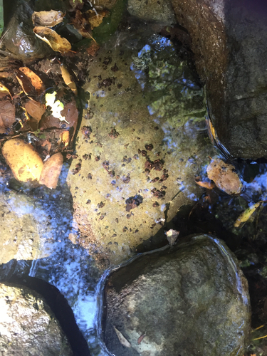 iNaturalist observation photo of New Zealand Mudsnail