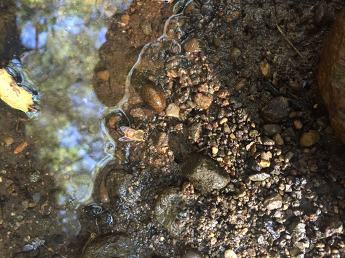 iNaturalist observation photo of Western Honey Bee