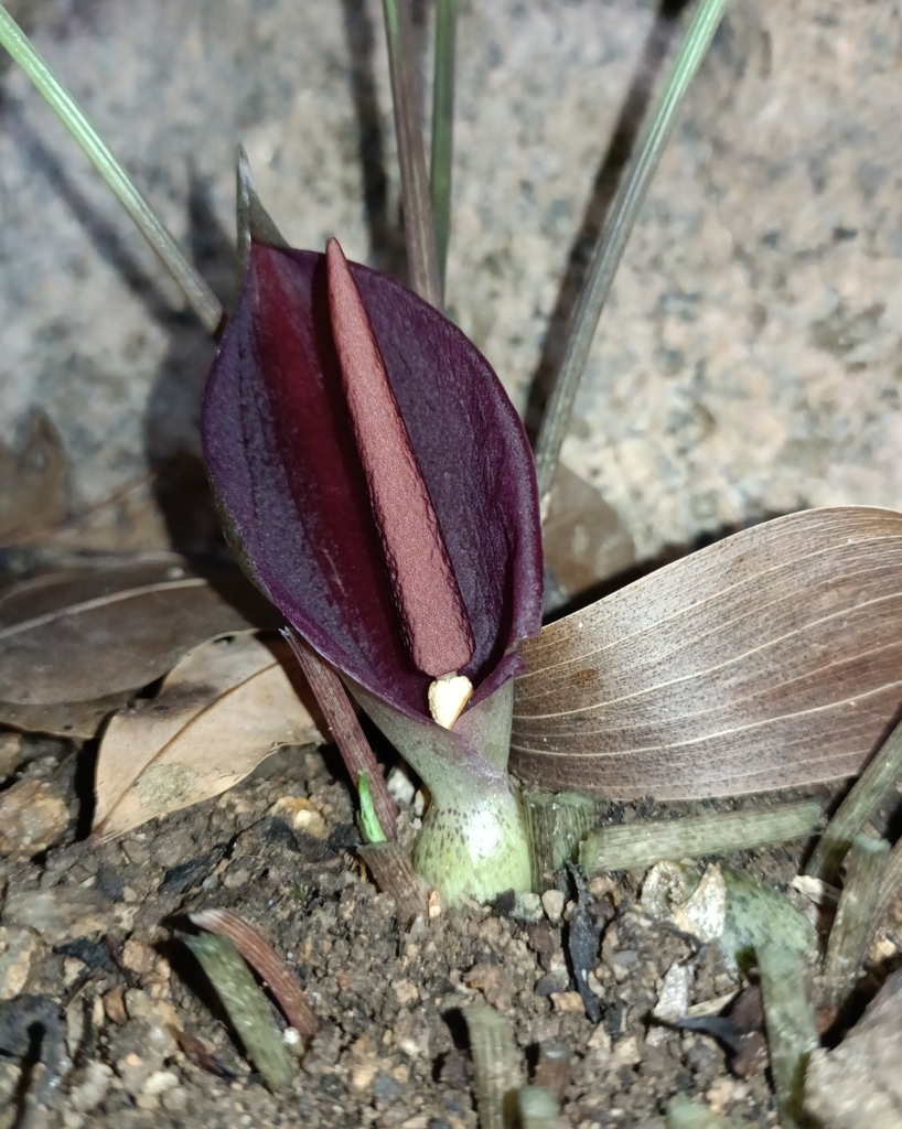 Typhonium vietnamense (Typhonium vietnamense)