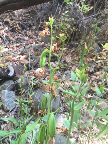 iNaturalist observation photo of Stream Orchid