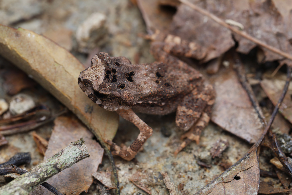 Ledong Ledong Toad in April 2024 by Yifei Huang · iNaturalist