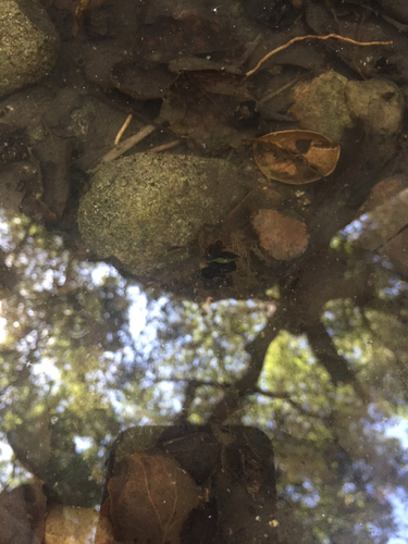 iNaturalist observation photo of Caddisflies