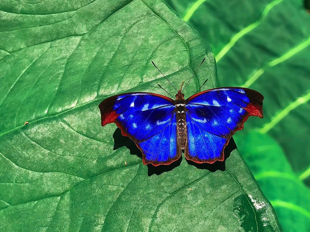 Borboleta da espécie Myscelia orsis