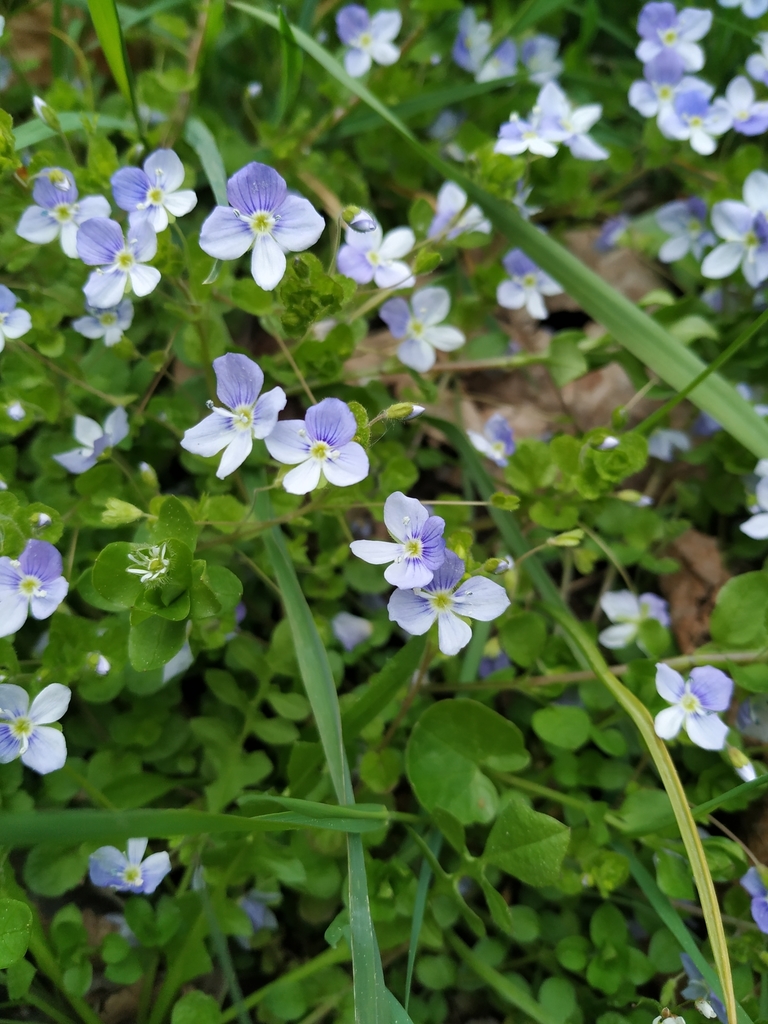Veronica filiformis — a medium houseplant, prefers full sun light