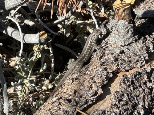 iNaturalist observation photo of Common Sagebrush Lizard