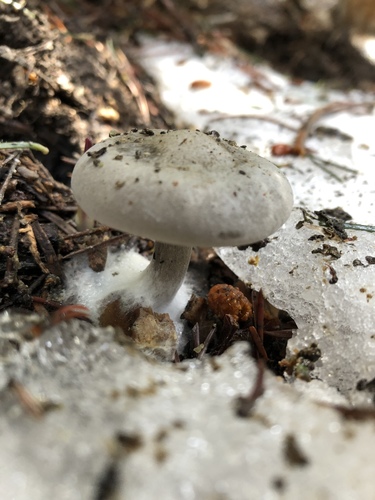Snowmelt Clitocybe