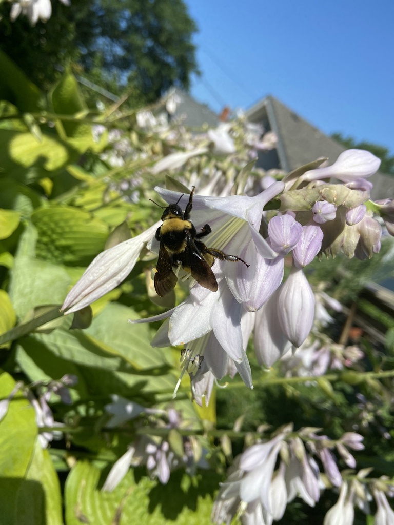 Black-and-gold Bumble Bee from Blair Ave, Saint Paul, MN, US on August