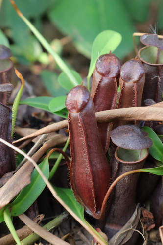 Slender Pitcher-Plant