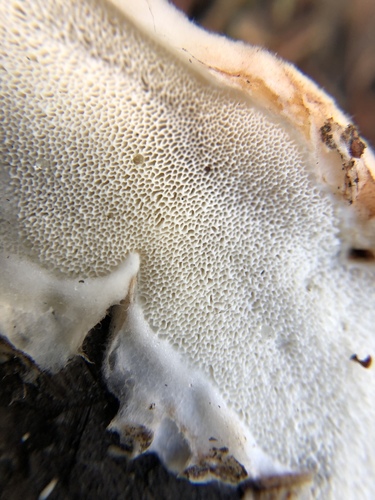 Spongiporus leucospongia