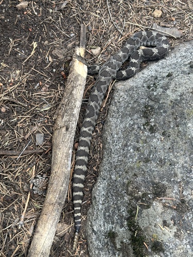 iNaturalist observation photo of Northern Pacific Rattlesnake