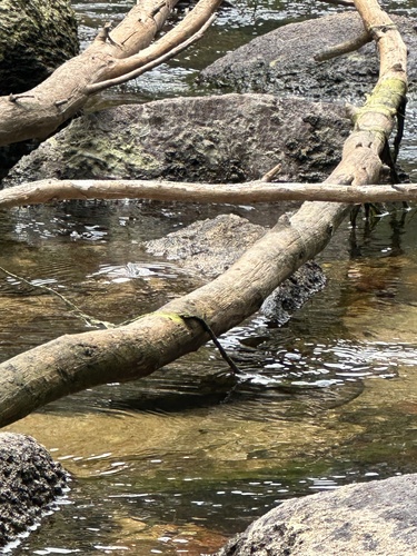 iNaturalist observation photo of Sierra Garter Snake