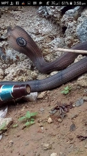 Brown Banded Cobra