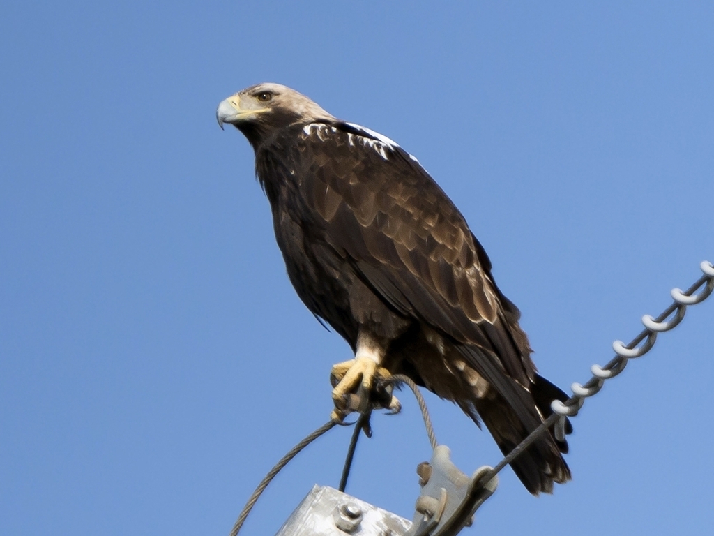 Spanish Eagle (Aquila adalberti) photo