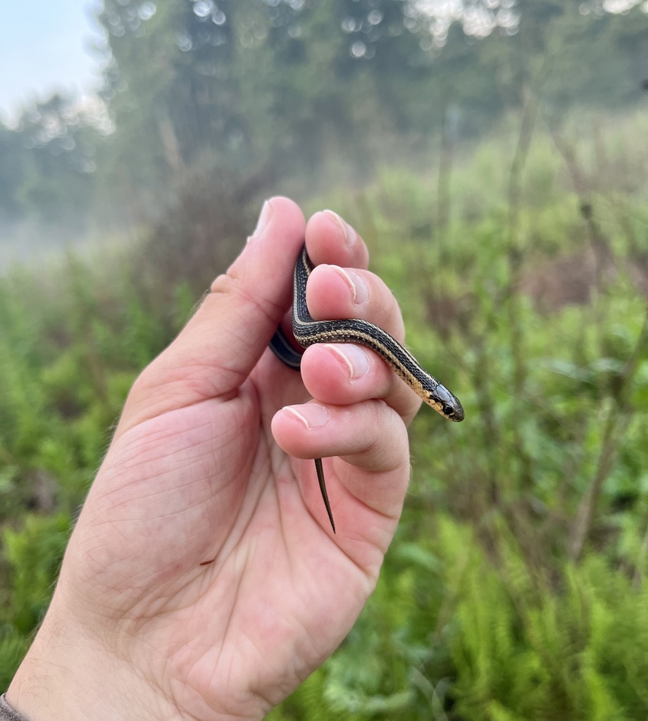 Butler's Garter Snake in August 2024 by viperidae4ever. Species at Risk ...