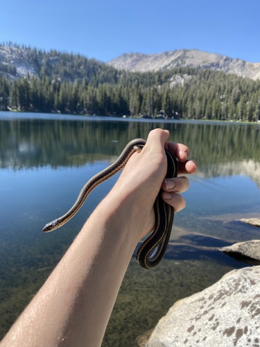 iNaturalist observation photo of Mountain Garter Snake