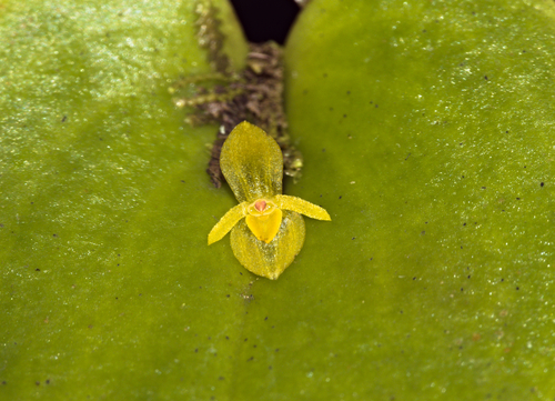 Phyllocardioides Orchid