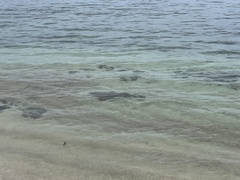 Nurse shark
