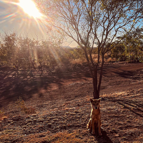 Dingo