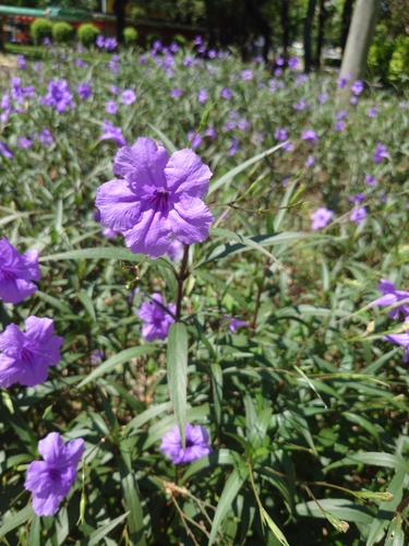 Mexican Ruellia