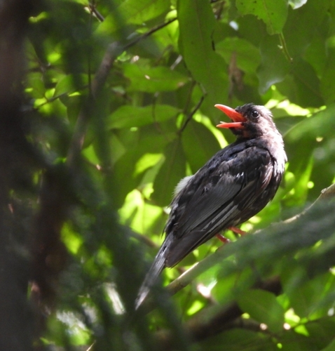 Black Bulbul