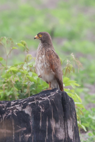 Grasshopper Buzzard