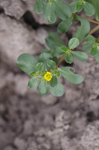 Common Purslane