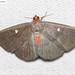 Calesia dasyptera - Photo (c) Natthaphat Chotjuckdikul, todos los derechos reservados, subido por Natthaphat Chotjuckdikul