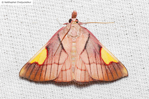 Orybina flaviplaga Walker, 1863