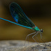 Metalwing Demoiselles - Photo (c) Chien Lee, all rights reserved, uploaded by Chien Lee