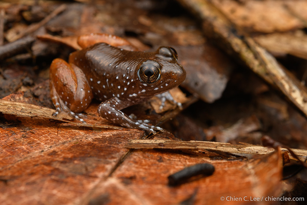 Ranchan Wart Frog (Limnonectes cintalubang)