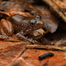 Ranchan Wart Frog - Photo (c) Chien Lee, all rights reserved, uploaded by Chien Lee