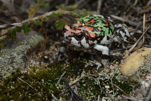 Gottlebe's Narrow-mouthed Frog