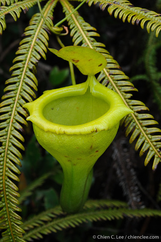 Nepenthes flava