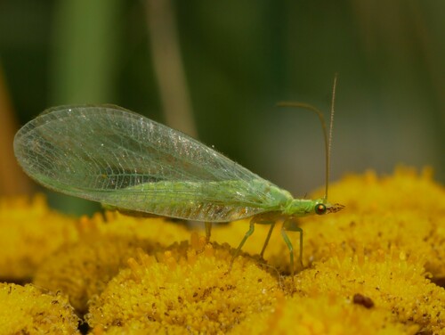 Green lacewing