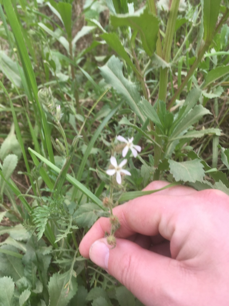 small-flowered-catchfly-from-fg4f-fq-quilombo-pelotas-rs-brasil