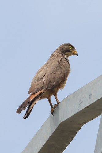 Grasshopper Buzzard