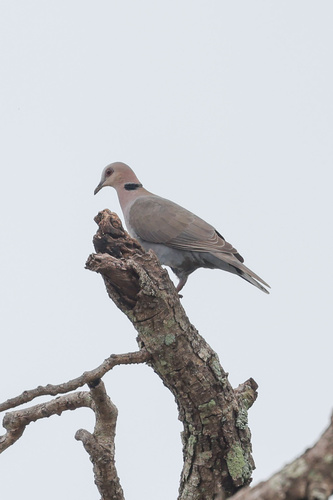 Red-eyed Dove
