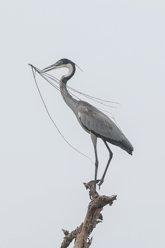 Black-headed Heron