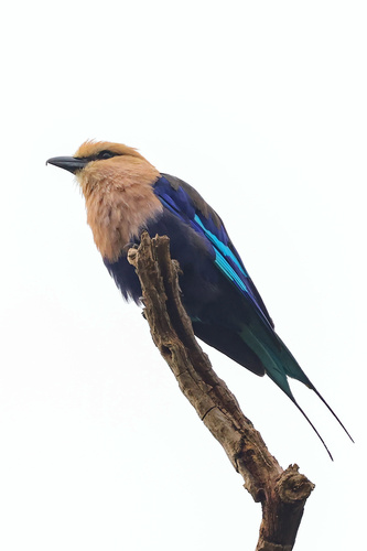 Blue-bellied Roller