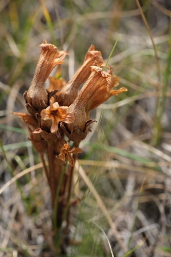 clustered broomrape