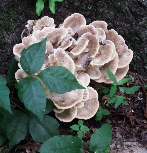 Black-staining Polypore