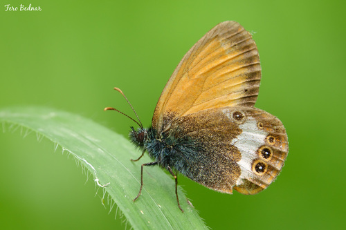 Coenonympha arcania