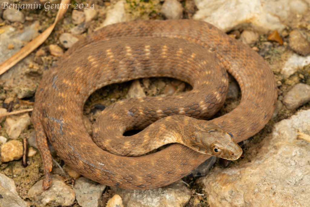 Brazos River Watersnake (Nerodia harteri) · iNaturalist