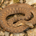 Brazos River Watersnake - Photo (c) Benjamin Genter, all rights reserved