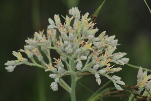 Carolina Redroot (Lachnanthes caroliniana)