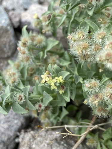 Galium grayanum var. grayanum