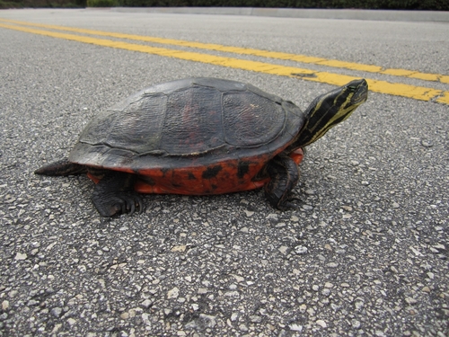 Florida Red-bellied Cooter