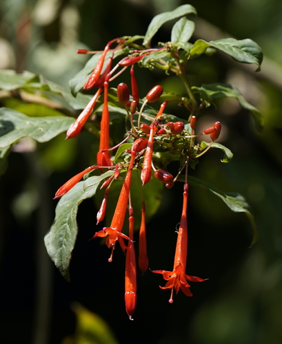 Fuchsia lehmannii