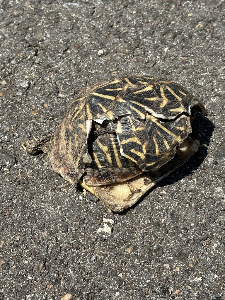 Ornate Box Turtle in August 2024 by Travis LaDuc. Two road-killed ...