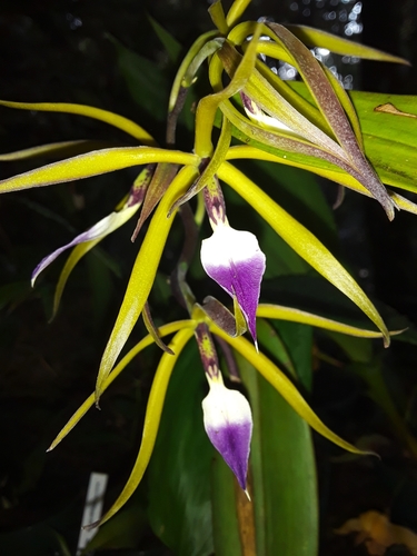 Brassavola Prosthechea